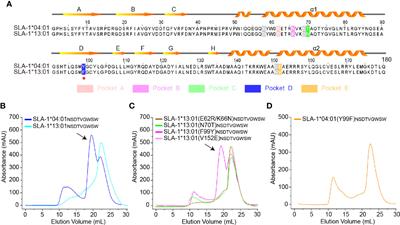 Peptidomes and Structures Illustrate Two Distinguishing Mechanisms of Alternating the Peptide Plasticity Caused by Swine MHC Class I Micropolymorphism